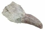 Serrated Dinosaur (Allosaurus) Tooth On Sandstone - Colorado #222519-1